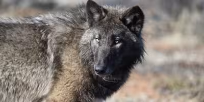 First known gray wolf in a century reaches Sequoia National Park