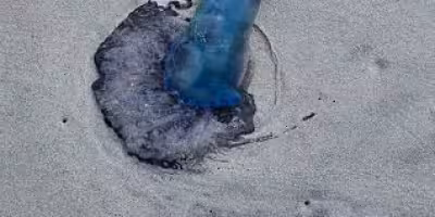 Myrtle Beach police warn venomous wildlife and marine vegetation may still sting