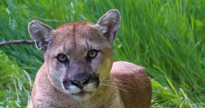 Mountain Lion Santa Monica sighting shuts roads near 14th and Montana