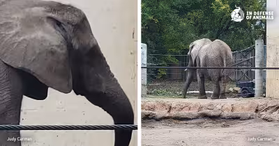 Cameron Park Zoo ends elephant program after Tembo's death