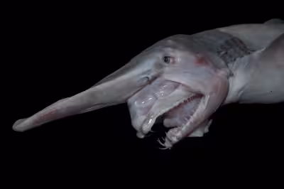 Goblin Shark filmed alive in deep Pacific habitat for first time