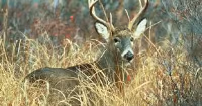 Pennsylvania Game Commission sets June 22 sale start for 2026-27 licenses