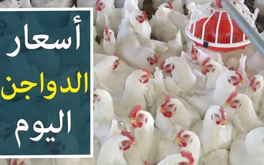 بورصة الدواجن اليوم أسعار الفراخ البيضاء السبت 24 أغسطس 2024 سعر كرتونة البيض