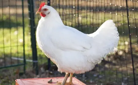 تعرف على أسعار الدواجن البيضاء في المزرعة اليوم السبت 27 ديسمبر 2025