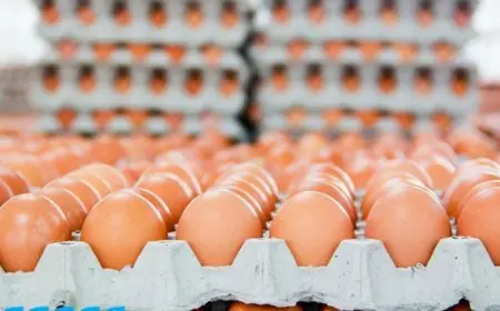 تحديثات أسعار البيض اليوم الجمعة وآخر أسعار للكرتونة في بورصة الدواجن