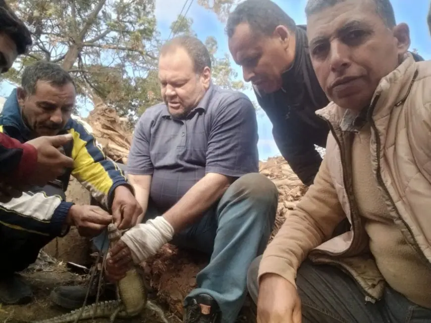 نجاح اصطياد تمساح الزوامل في مركز بلبيس يعلنه محافظ الشرقية