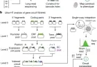 Mapping Genetic Design Space with Ultra-High-Throughput Precision
