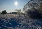 Wildlife Thrives: Elk and Deer Survive Winter in Chernobyl Zone