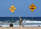 Shark Attack Sydney: Boy in Intensive Care After Harbour Bite at Vaucluse’s Shark Beach