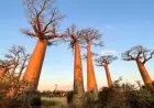 Explore Madagascar’s Avenue of Baobabs: A Stunning Natural Monument