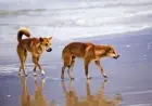 Dingoes in Australia back in focus after K’gari beach death as safety rules tighten for visitors