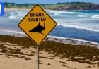 Shark Attack Data Unveils Australia’s Top Hotspots for Incidents