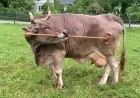 Veronika the Cow Masterfully Uses Her Scratching Broom