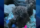 $5K Reward Issued for Abandoned Poodles in Cold Colchester Weather