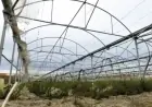 Winds Devastate Greek Greenhouses, Impacting Local Growers