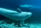 Marineland Seeks Federal Approval to Export 30 Belugas to U.S. Aquariums