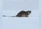 Skier Attacked by Snow Leopard in China’s Xinjiang Region