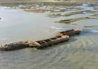 National Trust Transforms Barges Into New Bird Island Habitat