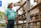 Queensland Farm Thrives as US Wellness Industry Embraces Camel Milk