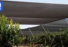 Farmers Shield Crops with Netting to Combat Heatwave Sunburn