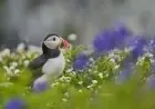 Remote Island Seeks Puffin Counters: Discover Your Dream Job Opportunity