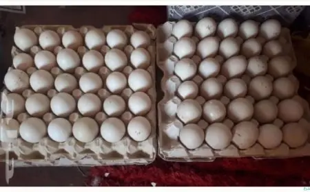 تعرّف على أسعار البيض اليوم الخميس في بورصة الدواجن.. ما هو سعر الكرتونة؟
