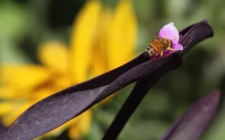 NYT Spelling Bee Tips for January 13, 2026
