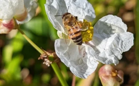 NYT Spelling Bee Tips for January 14, 2026