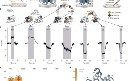 Ligand Activation Paths Define GPCR Cell Signaling