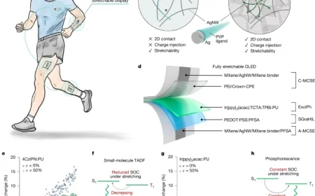 High-Efficiency Exciplex-Enabled Stretchable OLEDs Unveiled