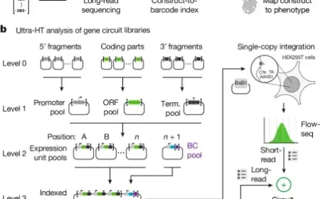 Mapping Genetic Design Space with Ultra-High-Throughput Precision
