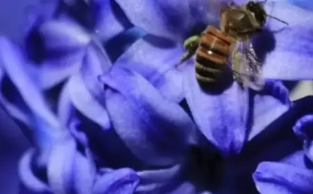 NYT Spelling Bee Tips for January 15, 2026