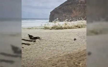 Yorke Peninsula and KI Face Algal Bloom Surge