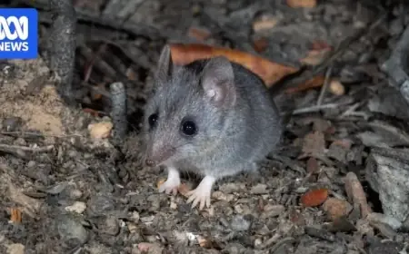 Kangaroo Island Wildlife Thrives Thanks to Predator-Free Fence Initiative