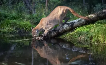 Video Captures Backpackers Encountering Cougar in Olympic National Park
