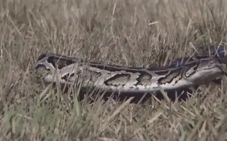 Woman Awakens to 8-Foot Python Coiled on Her Chest During Sleep