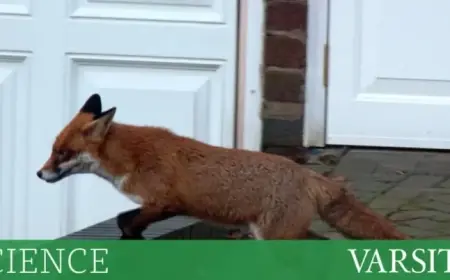 Are Urban Foxes Self-Domesticating in Our Cities?