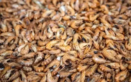 Radioactive Shrimp Expected to Appear for Months Ahead