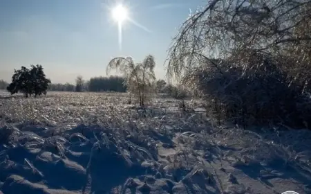 Wildlife Thrives: Elk and Deer Survive Winter in Chernobyl Zone