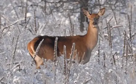Chernobyl’s Unusual January Ice Endangers Local Wildlife