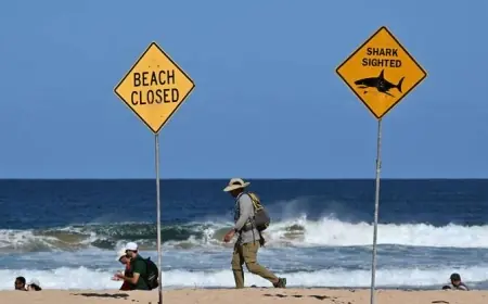 Shark Attack Sydney: Boy in Intensive Care After Harbour Bite at Vaucluse’s Shark Beach