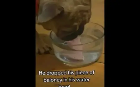 Saturday, January 17, 2026: Your Daily Smile Update