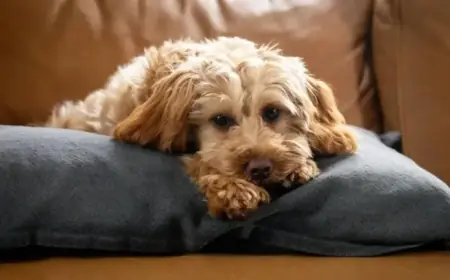 Pet Retail Giant Files for Chapter 11 Bankruptcy Protection