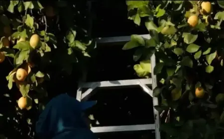 Border Patrol Perfects Urban Raid Tactics in California Farm Country