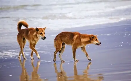 Dingoes in Australia back in focus after K’gari beach death as safety rules tighten for visitors