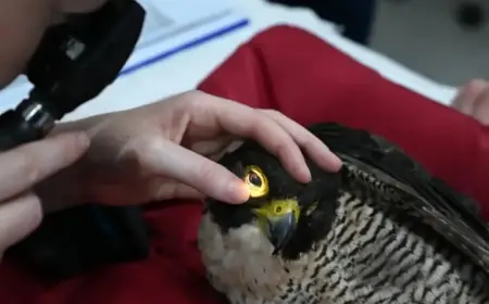 Byron Bay Wildlife Hospital Secures $2M Funding Boost