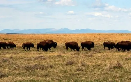 American Prairie Bison Grazing Permits: Federal Move to Revoke Authorizations Sets New Test for Public-Lands Rules in Montana