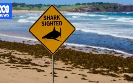 Shark Attack Data Unveils Australia’s Top Hotspots for Incidents