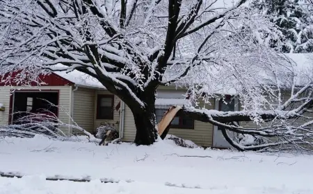 Exploding trees in winter: why people hear “tree explosions” in extreme cold—and what the real risk is