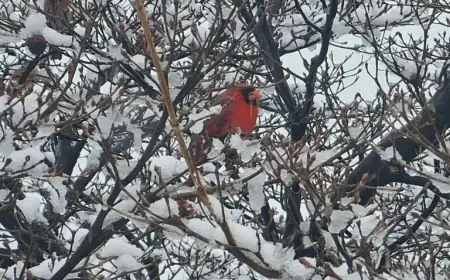 Winter Storm Approaches: Major Event or Simple Chaos?